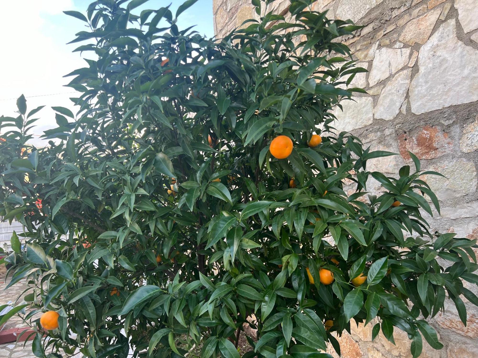 Jardin Miraculeux Hotell Himare Eksteriør bilde