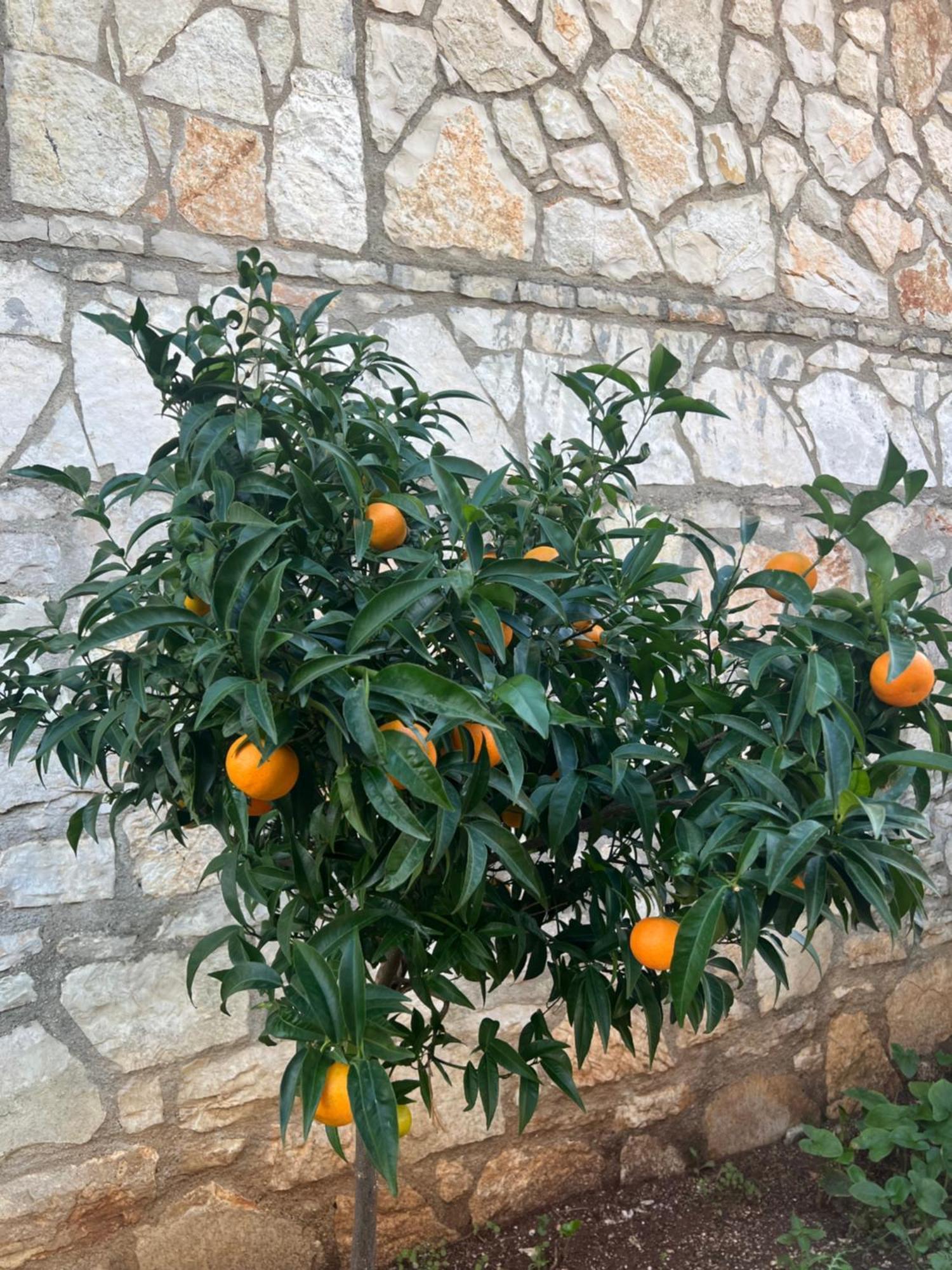 Jardin Miraculeux Hotell Himare Eksteriør bilde