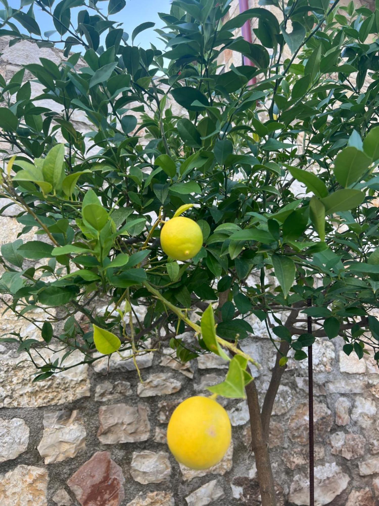 Jardin Miraculeux Hotell Himare Eksteriør bilde