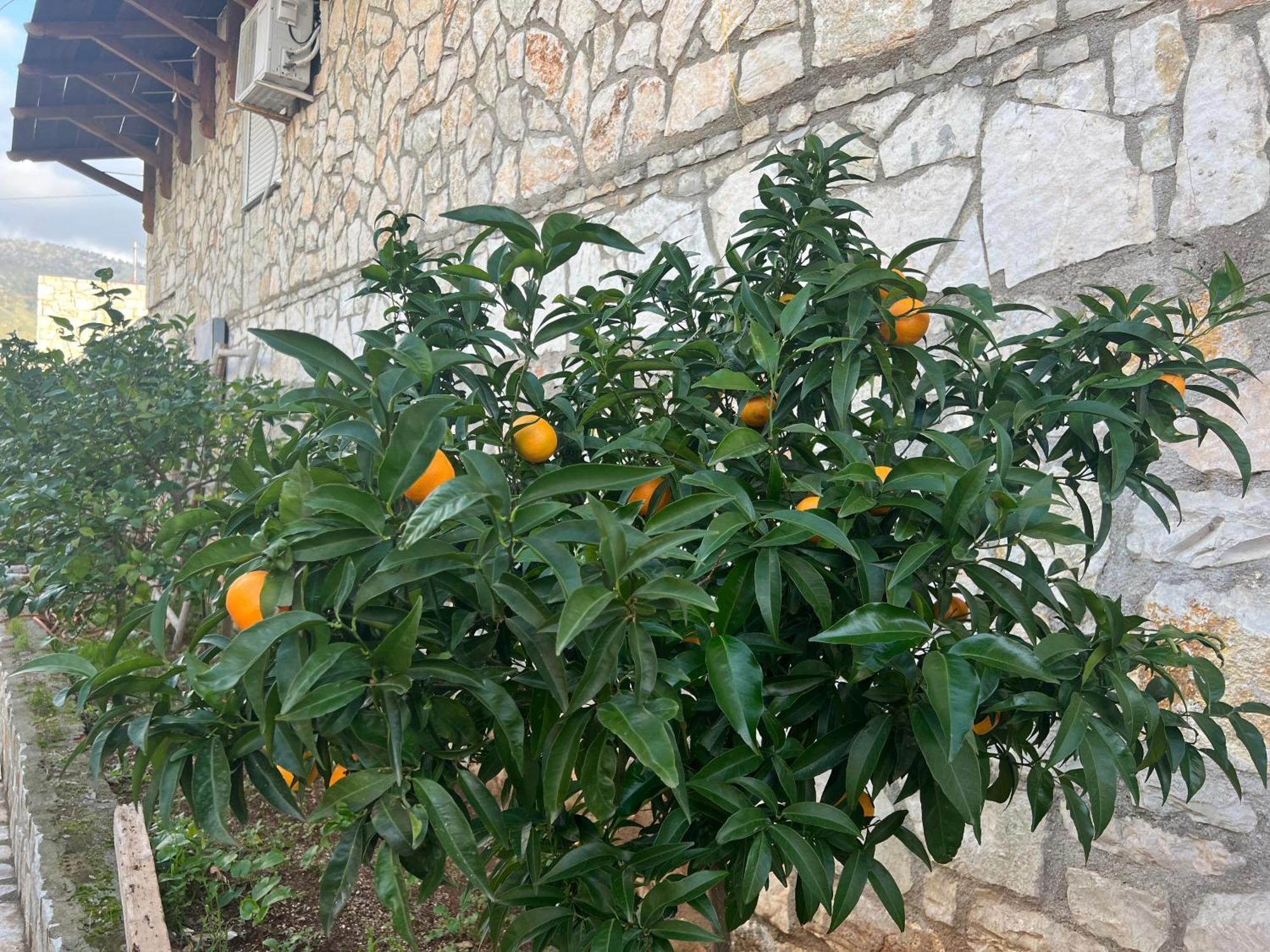 Jardin Miraculeux Hotell Himare Eksteriør bilde