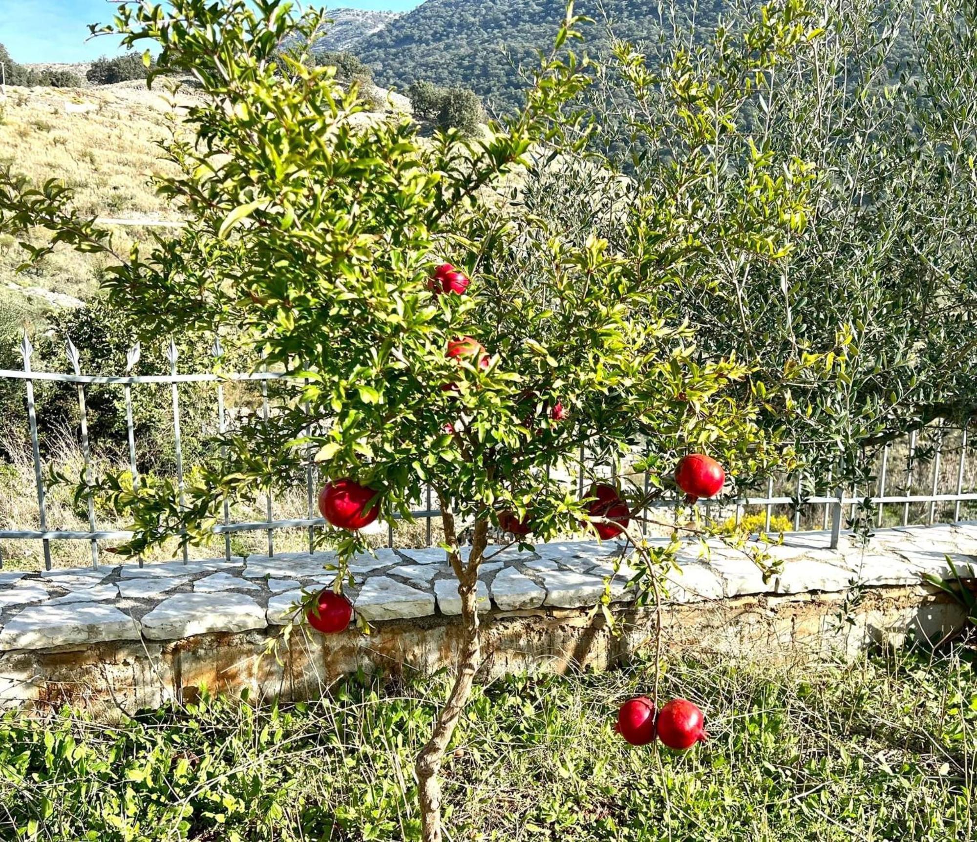 Jardin Miraculeux Hotell Himare Eksteriør bilde
